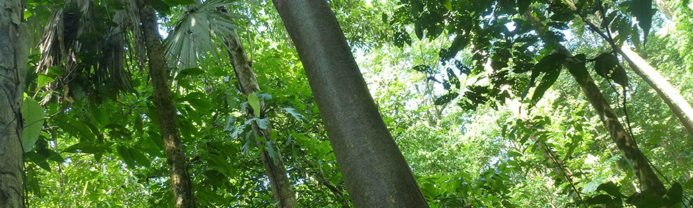 Corcovado Nationalpark in Costa Rica